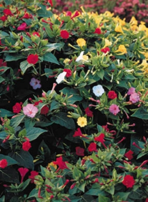 Picture of Mirabilis Jalapa - Tea Time Mixture